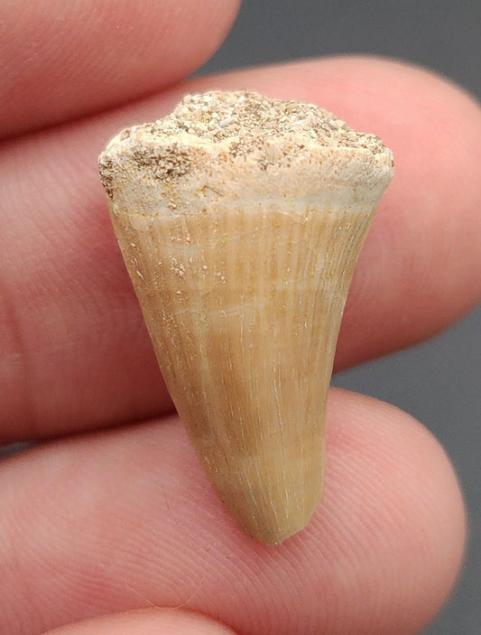 0.89 inch Mosasaur tooth fossil from Morocco – full side view showcasing smooth enamel, slight curvature, and natural coloring