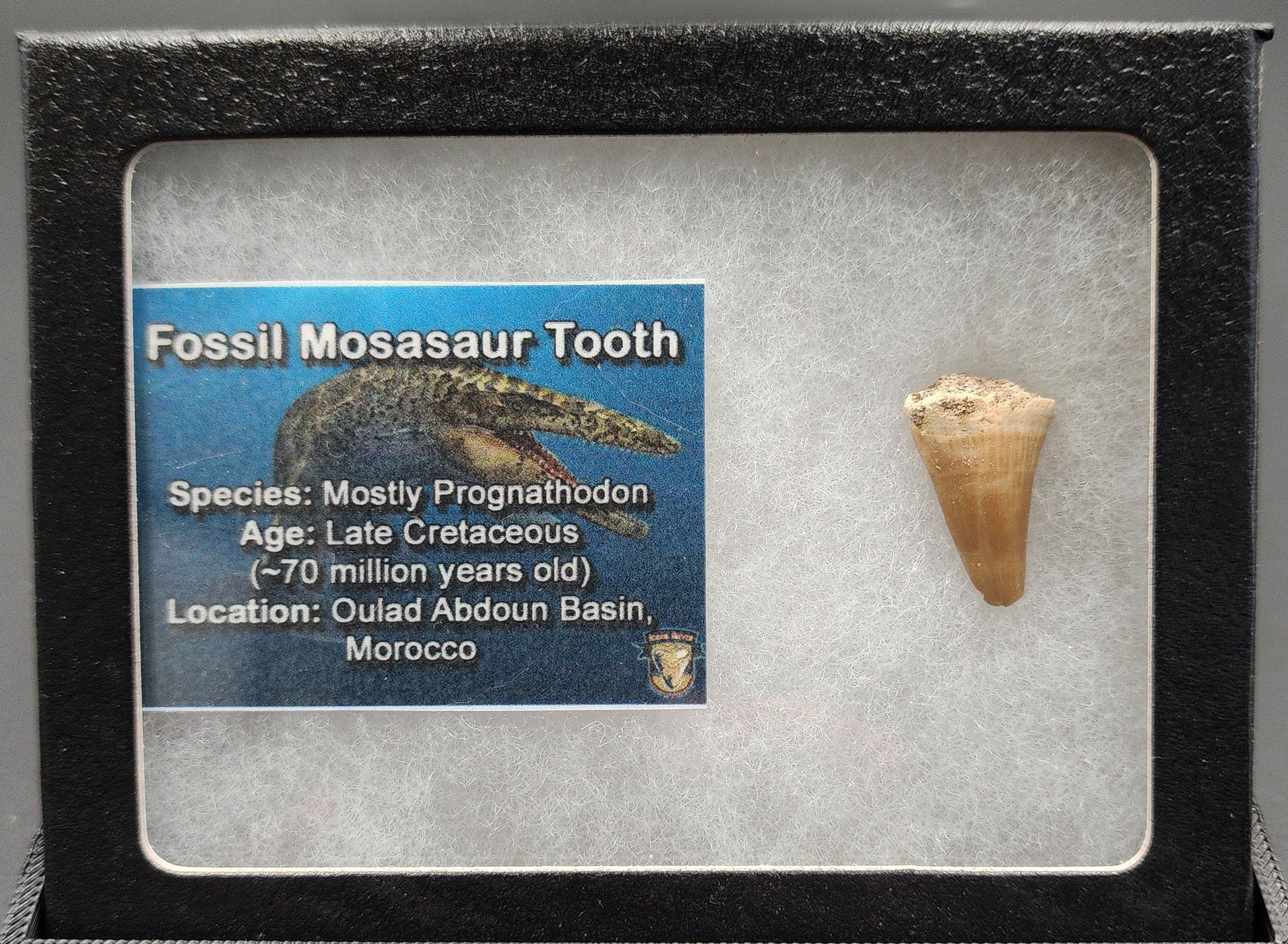 Authentic 0.89 inch Mosasaur tooth fossil – close‑up highlighting conical crown, root detail, and surface texture