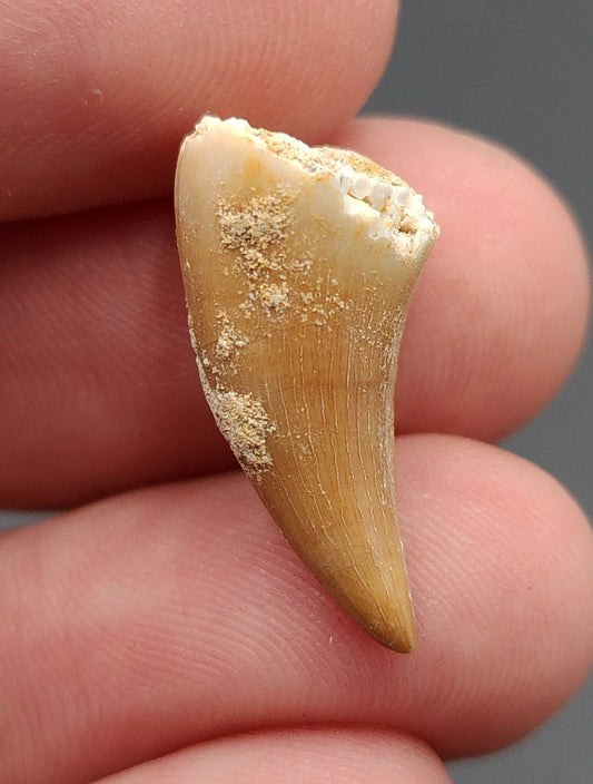 0.90 inch Mosasaur tooth fossil from Morocco – full side view showing smooth enamel, slight curvature, and natural fossil matrix