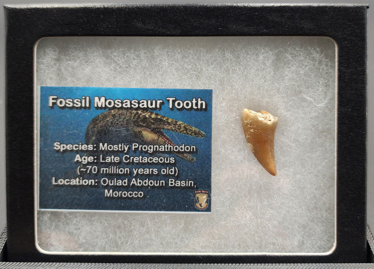 Authentic 0.90 inch Mosasaur tooth fossil – close‑up highlighting conical crown, serrated edge, root structure, and surface texture