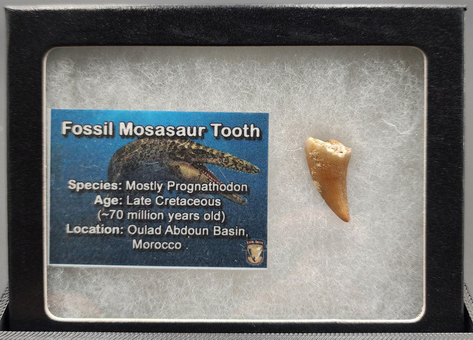 Authentic 0.90 inch Mosasaur tooth fossil – close‑up highlighting conical crown, serrated edge, root structure, and surface texture