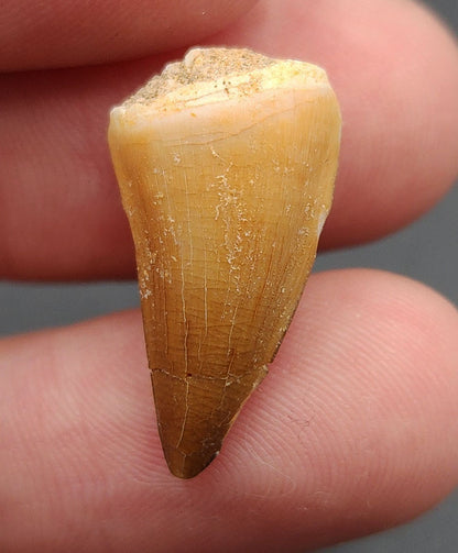 0.91 inch Mosasaur tooth fossil from Morocco – full side view showing glossy enamel, conical crown, and natural matrix