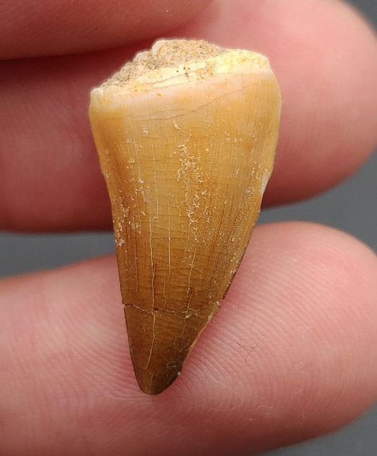 0.91 inch Mosasaur tooth fossil from Morocco – full side view showing glossy enamel, conical crown, and natural matrix
