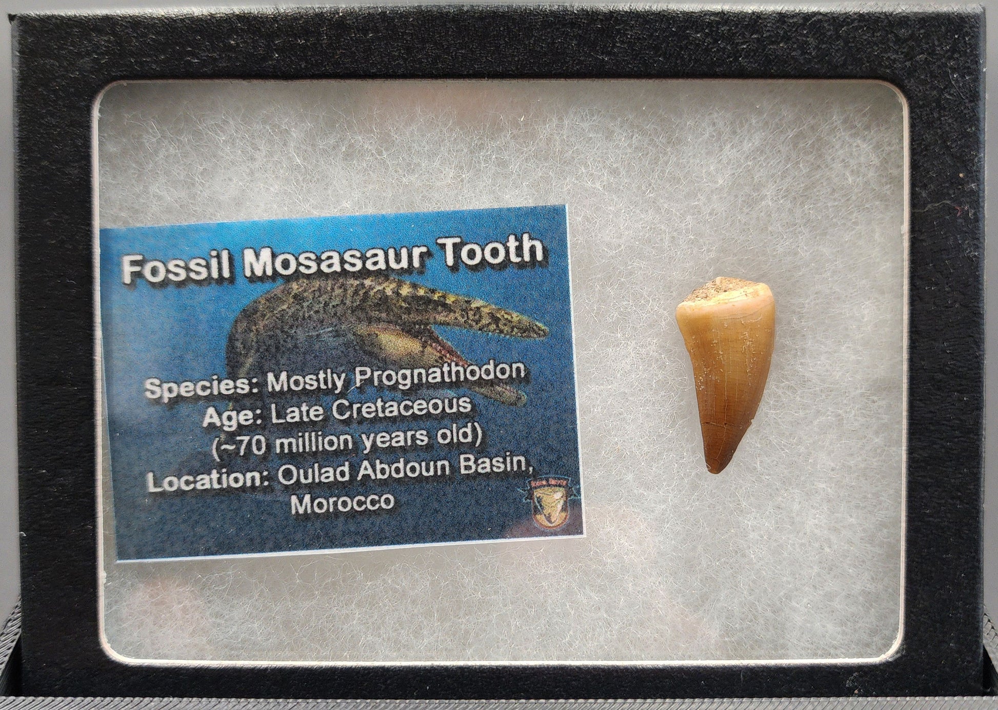 Authentic 0.91 inch Mosasaur tooth fossil – close‑up highlighting serrated edge, root structure, and surface weathering