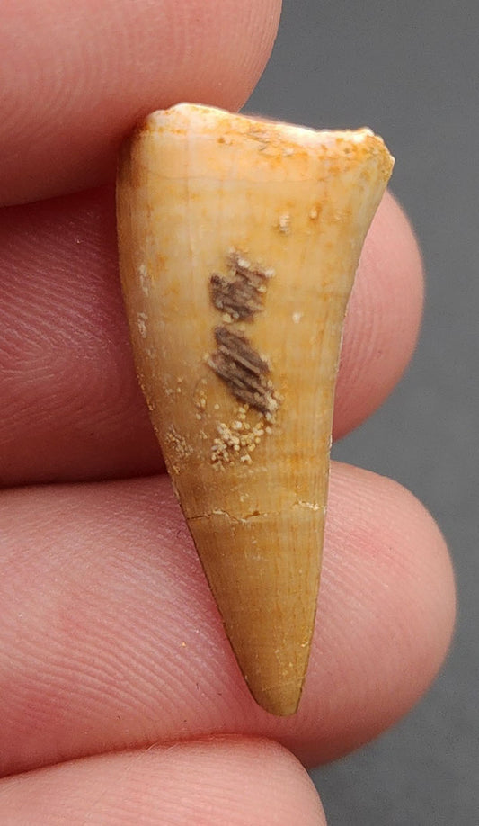 0.97 inch Mosasaur tooth fossil from Morocco – side view with glossy enamel, slight curvature, and fossil matrix base