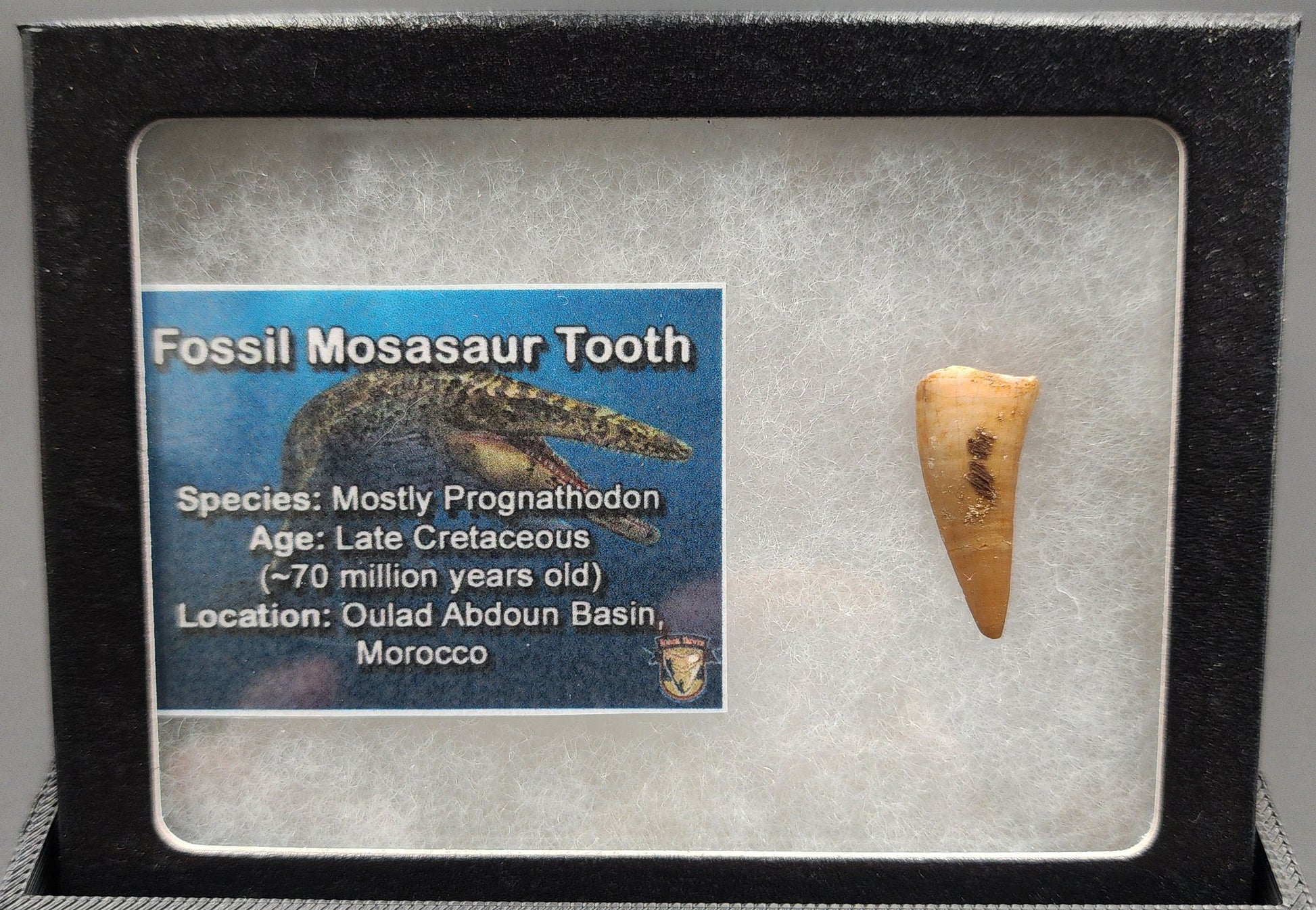 Authentic 0.97 inch Mosasaur tooth fossil – close‑up highlighting conical crown, root texture, and natural surface weathering