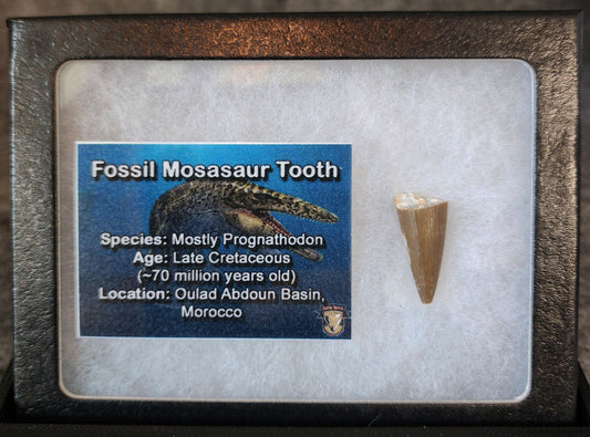 Front view of a 0.87-inch fossil Mosasaur tooth from the Ouled Abdoun Basin, Morocco, dating to the Late Cretaceous period