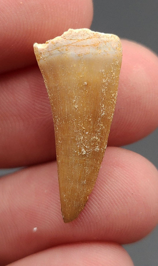 1.05 inch Igdamanosaurus mosasaur tooth fossil from Morocco – full view showing rounded crushing crown, root base, and natural wear