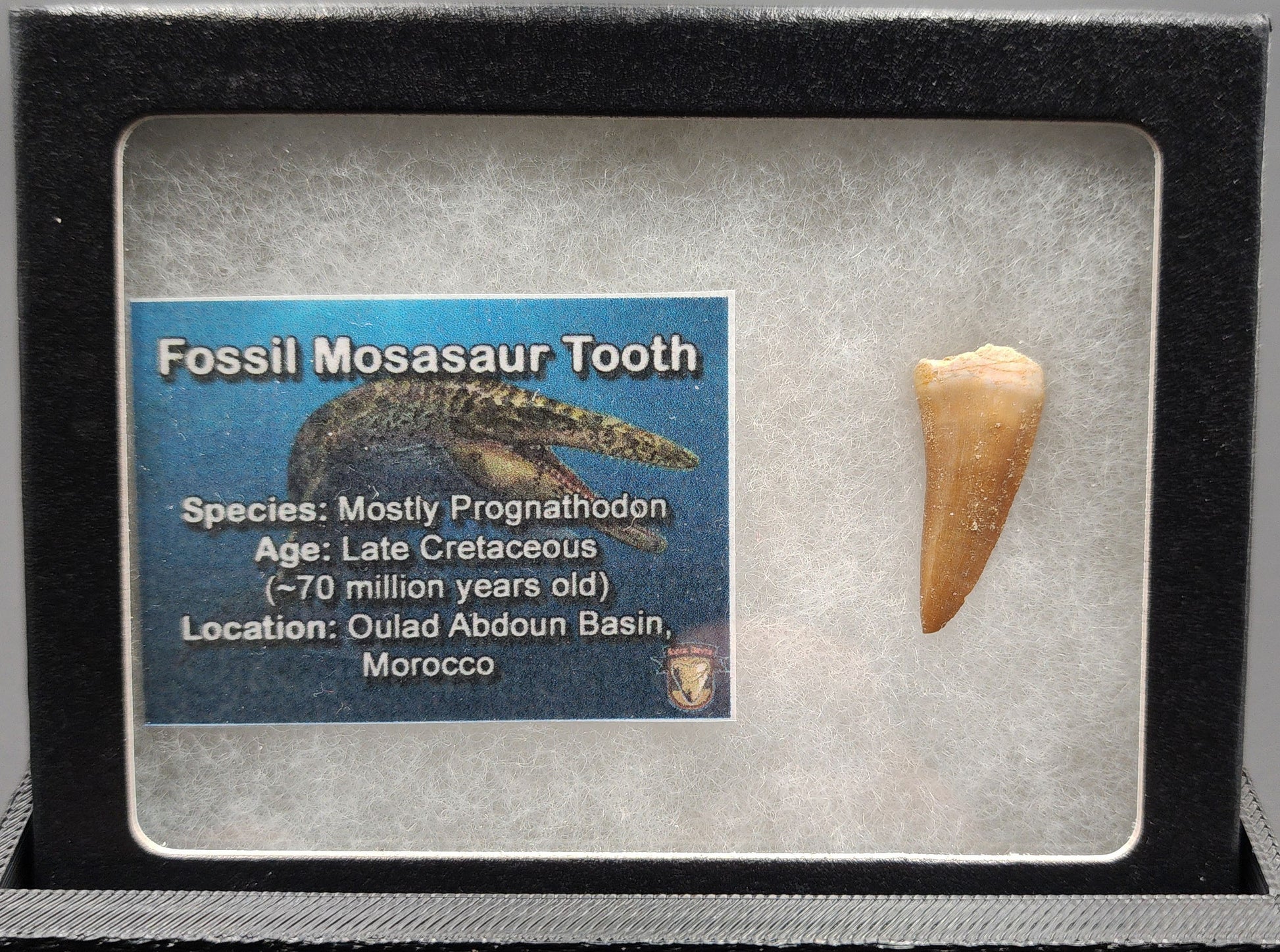 Authentic 1.05 inch Mosasaur tooth fossil – close-up highlighting semi-spherical enamel surface, subtle curvature, and matrix attachment