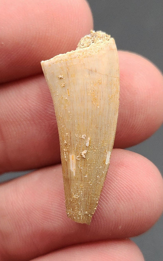 1.09 inch Mosasaur tooth fossil from Morocco – full side view showing glossy enamel and natural curvature