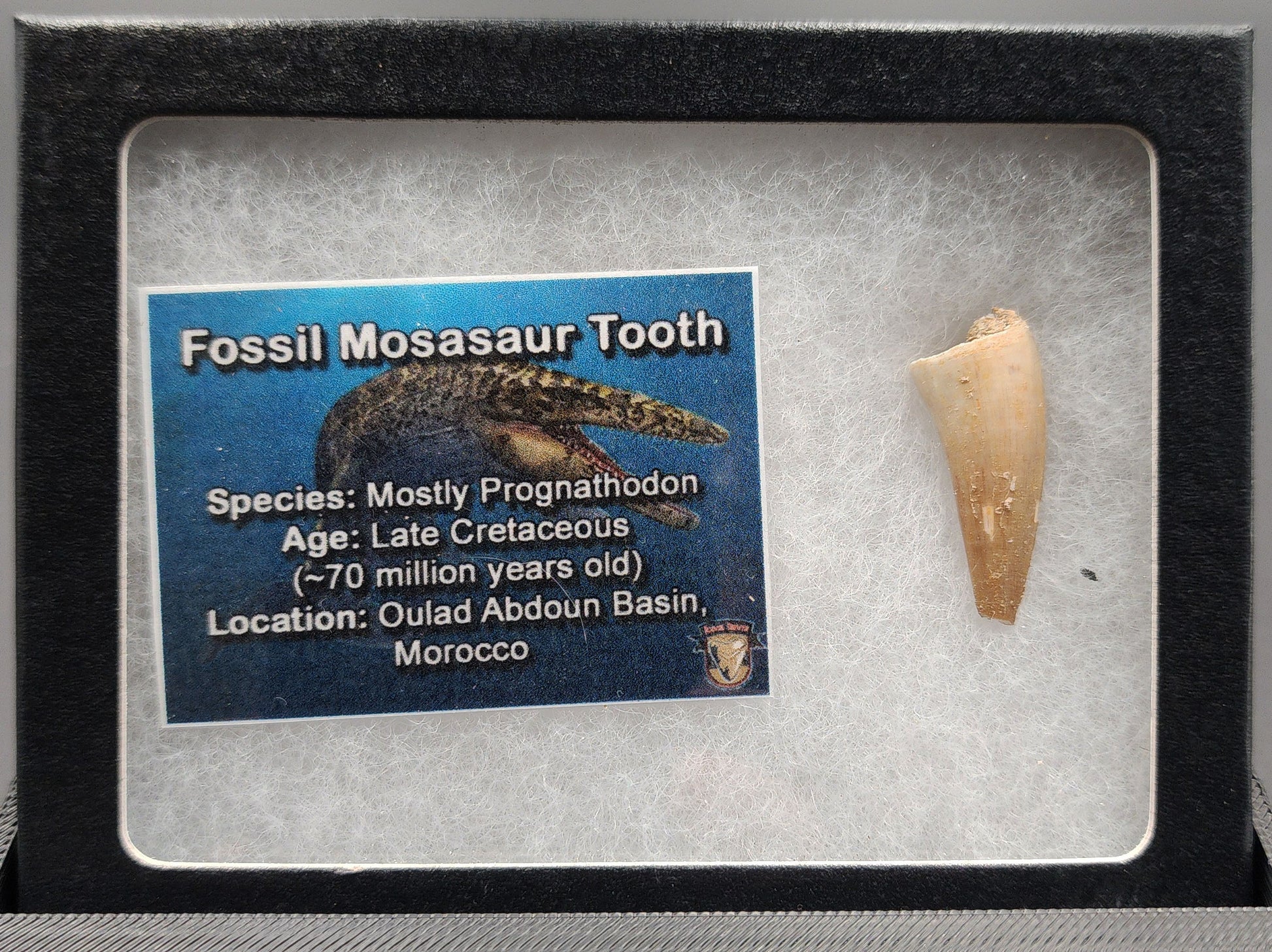 Authentic 1.09 inch Mosasaur tooth fossil – close‑up highlighting conical crown, root structure, and surface texture
