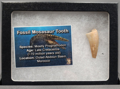Authentic 1.09 inch Mosasaur tooth fossil – close‑up highlighting conical crown, root structure, and surface texture