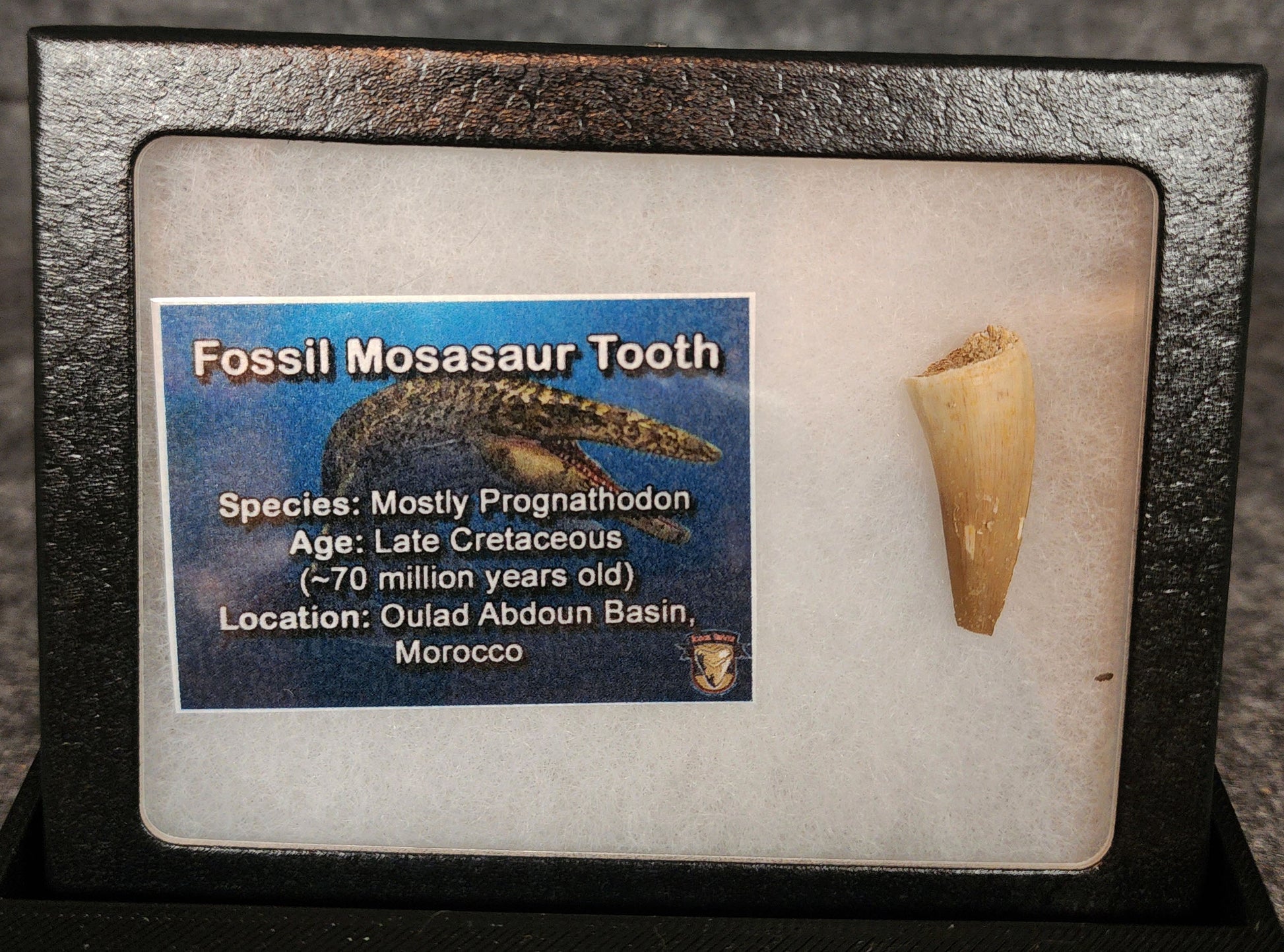 Front view of a 1.09-inch fossil Mosasaur tooth from the Ouled Abdoun Basin, Morocco, dating to the Late Cretaceous period