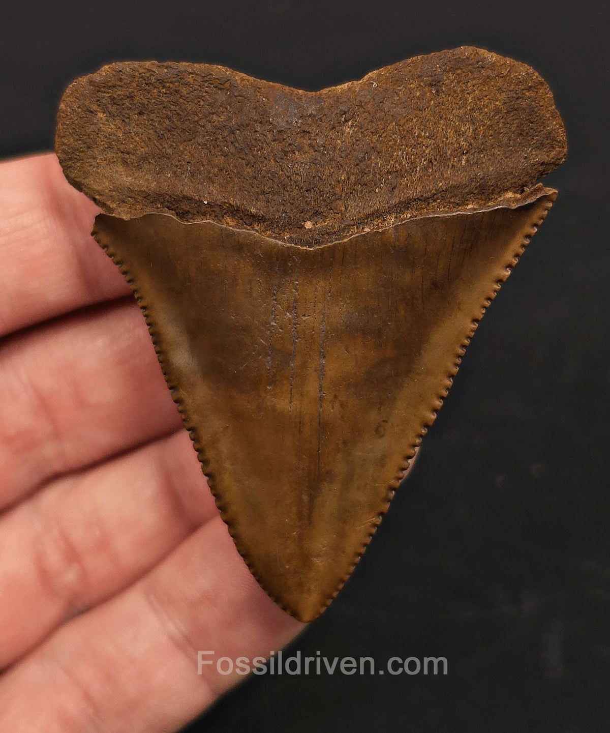 Muesum Quality 2.41" Fossil Great White Tooth - Meherrin River - Extremely Rare - Fossil Driven