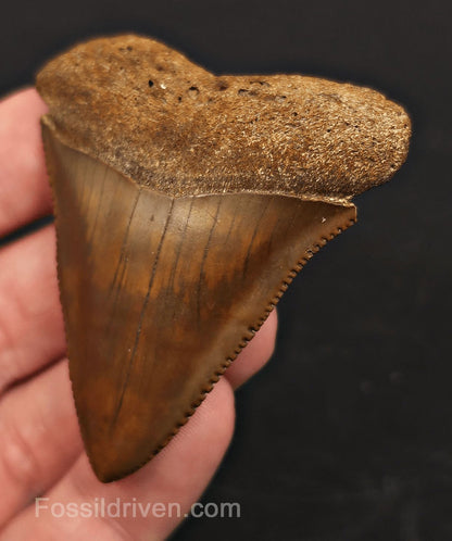 Muesum Quality 2.41" Fossil Great White Tooth - Meherrin River - Extremely Rare - Fossil Driven