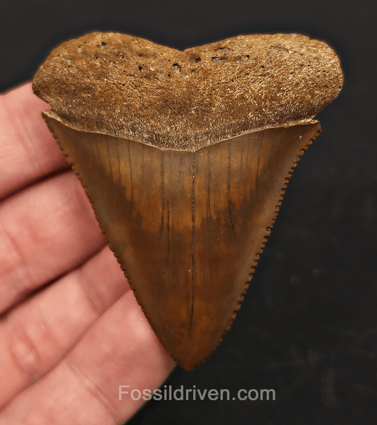 Muesum Quality 2.41" Fossil Great White Tooth - Meherrin River - Extremely Rare - Fossil Driven