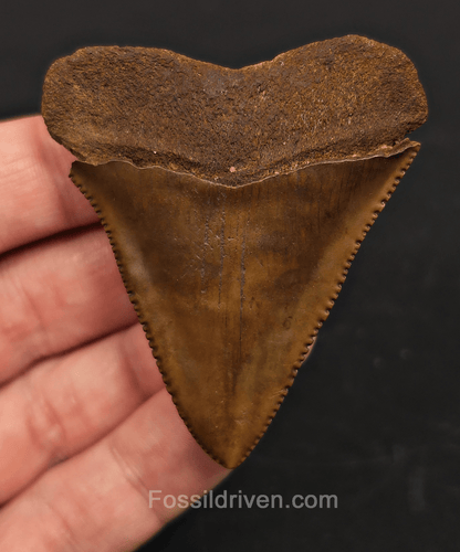 Muesum Quality 2.41" Fossil Great White Tooth - Meherrin River - Extremely Rare - Fossil Driven