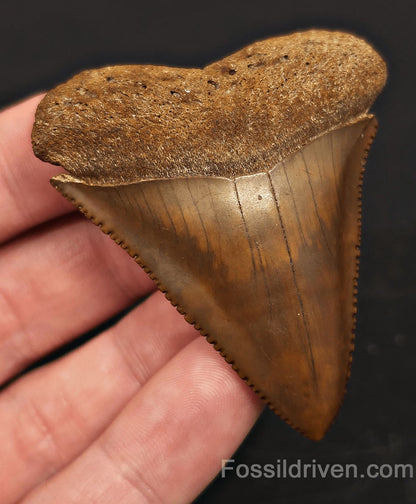 Muesum Quality 2.41" Fossil Great White Tooth - Meherrin River - Extremely Rare - Fossil Driven