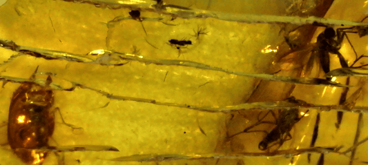 Multi - inclusion in Baltic Amber – 13.2mm Fossil Inclusion - Fossil Driven
