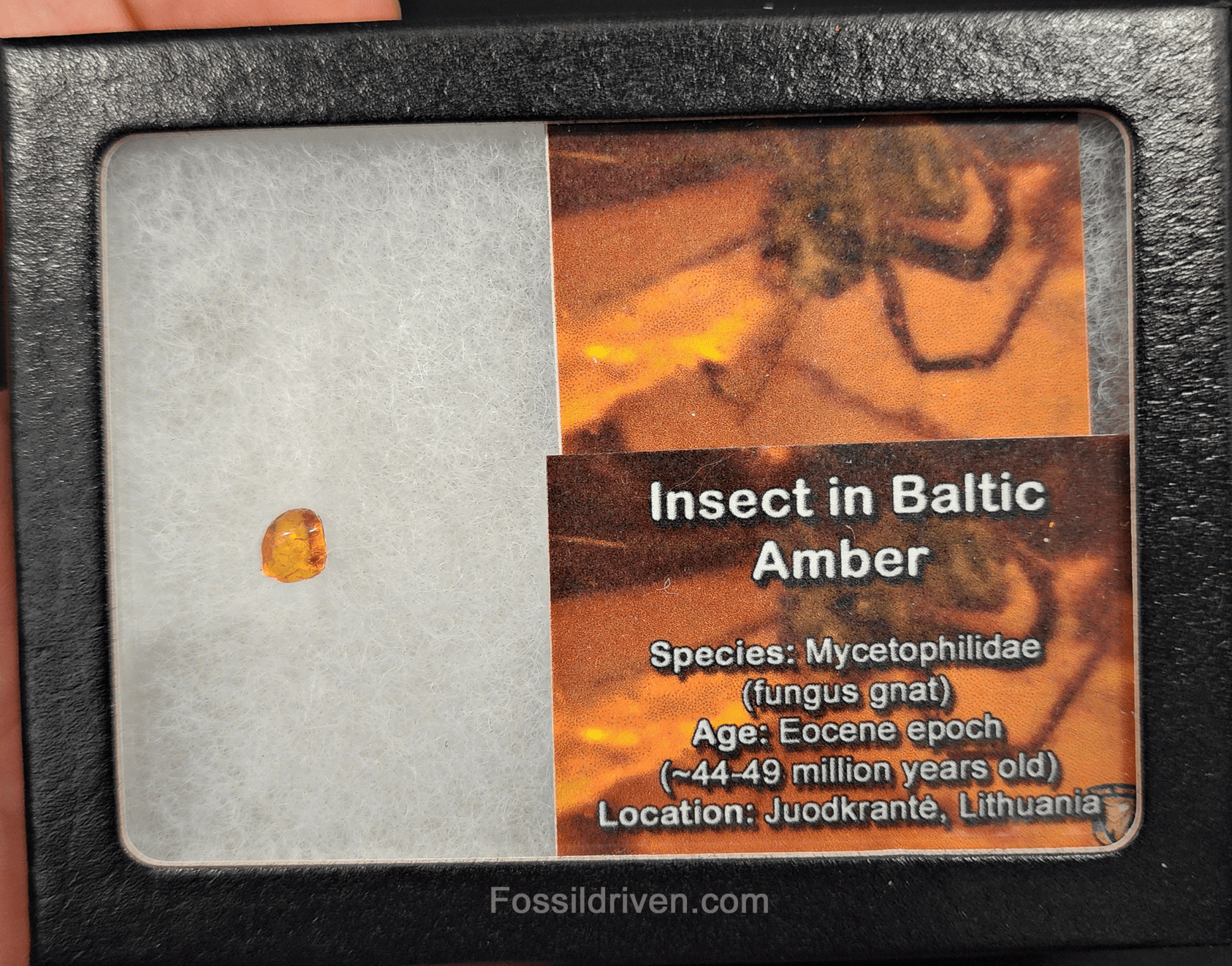 Mycetophilidae (fungus gnat) in Baltic Amber – 7.10mm Fossil Inclusion - Fossil Driven