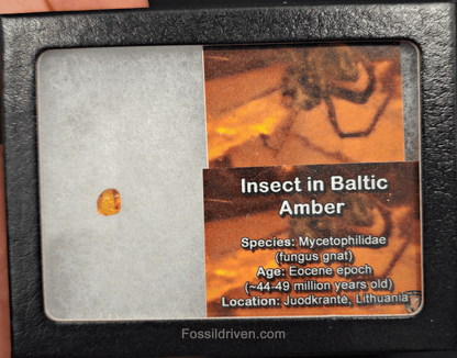 Mycetophilidae (fungus gnat) in Baltic Amber – 7.10mm Fossil Inclusion - Fossil Driven