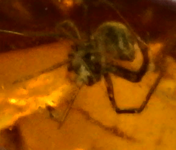 Mycetophilidae (fungus gnat) in Baltic Amber – 7.10mm Fossil Inclusion - Fossil Driven