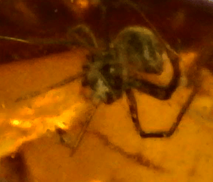 Mycetophilidae (fungus gnat) in Baltic Amber – 7.10mm Fossil Inclusion - Fossil Driven