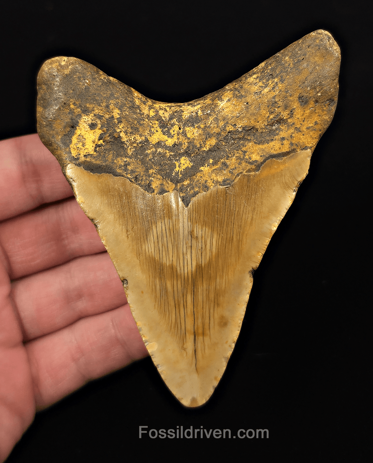 Orange Colored, 4.10" Fossil Megalodon Tooth - Meg Ledge, North Carolina - Fossil Driven