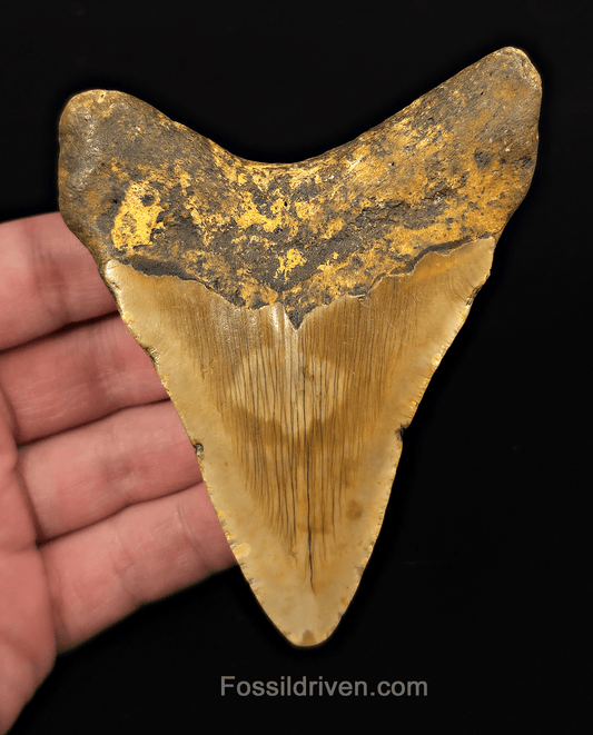 Orange Colored, 4.10" Fossil Megalodon Tooth - Meg Ledge, North Carolina - Fossil Driven