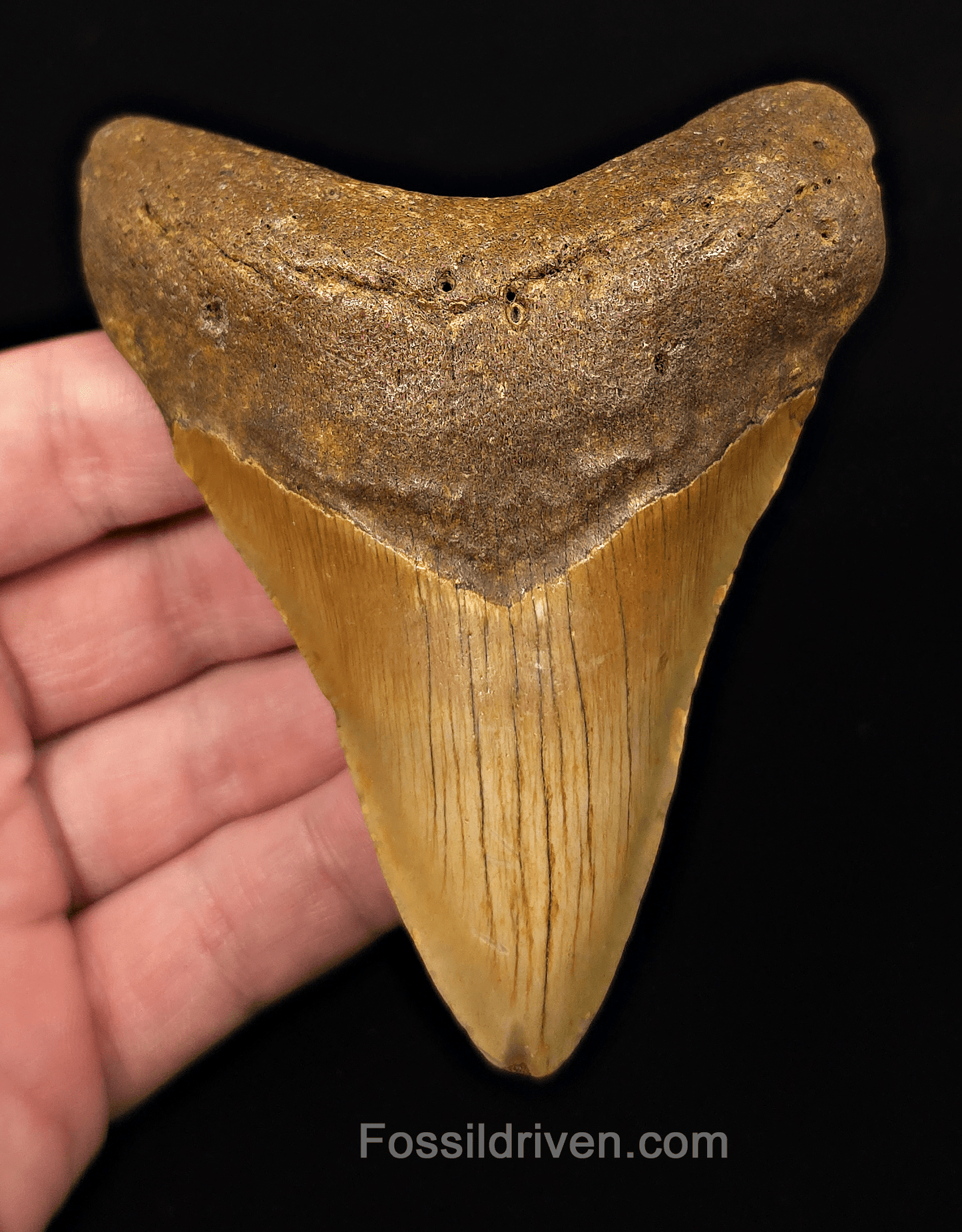 Orange Colored, 4.10" Fossil Megalodon Tooth - Meg Ledge, North Carolina - Fossil Driven