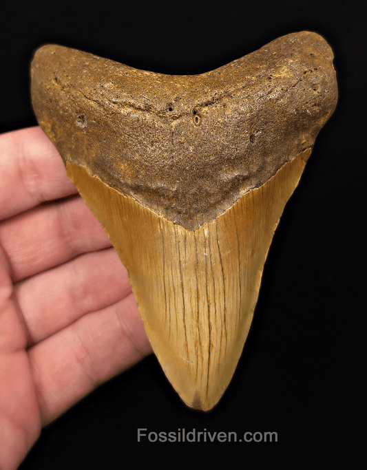 Orange Colored, 4.10" Fossil Megalodon Tooth - Meg Ledge, North Carolina - Fossil Driven