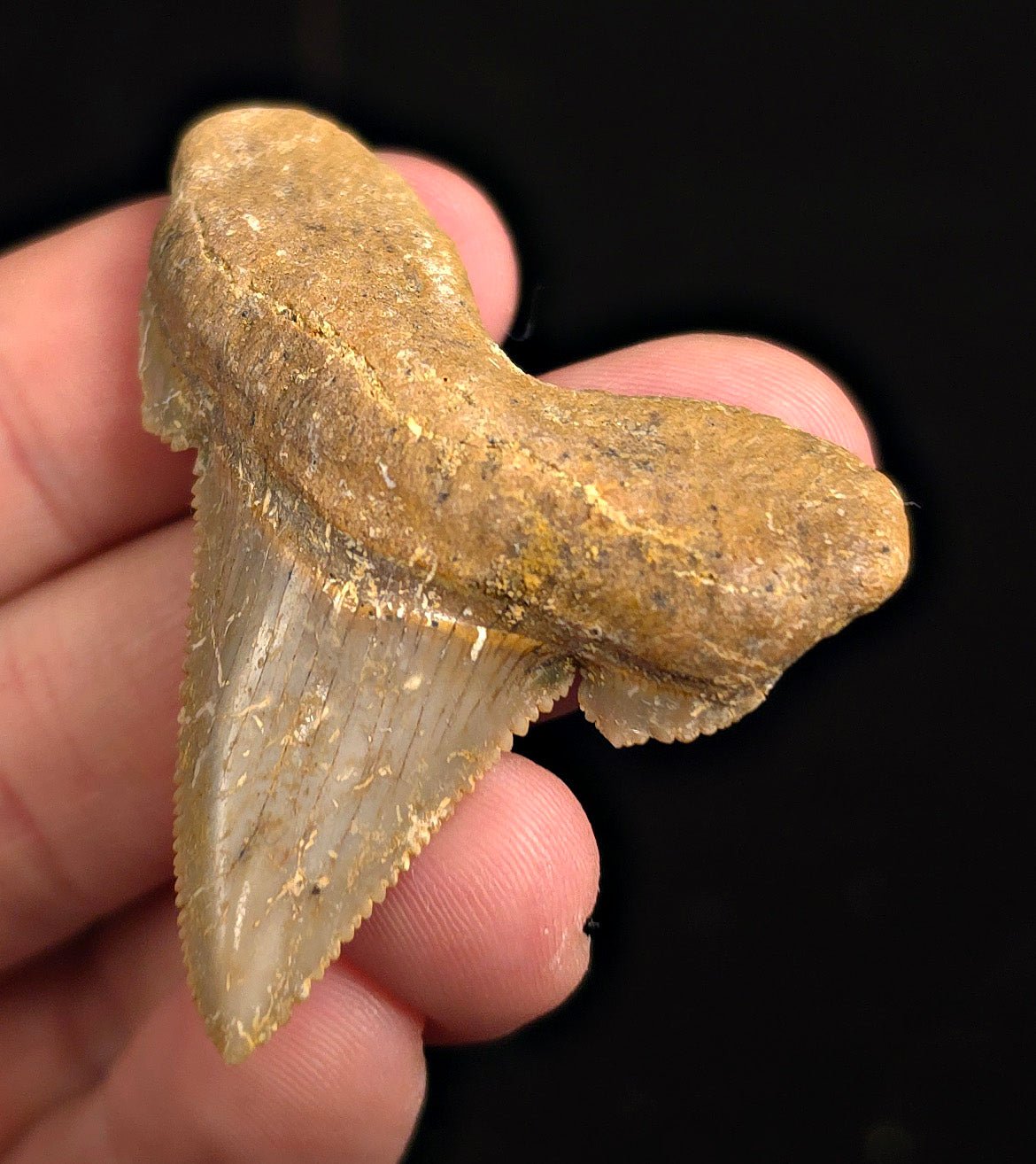 Otodus Sokolovi (Auriculatus) Shark Tooth, 2.09" - Western Sahara - Fossil Driven