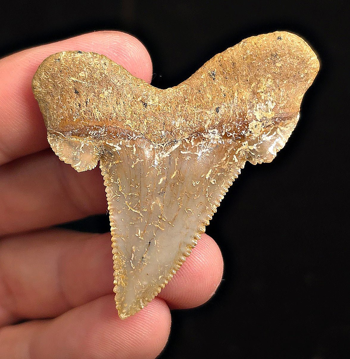 Otodus Sokolovi (Auriculatus) Shark Tooth, 2.09" - Western Sahara - Fossil Driven