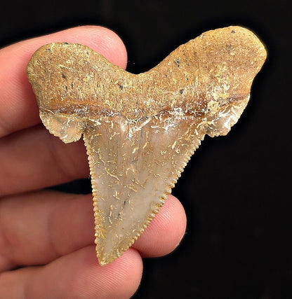 Otodus Sokolovi (Auriculatus) Shark Tooth, 2.09" - Western Sahara - Fossil Driven