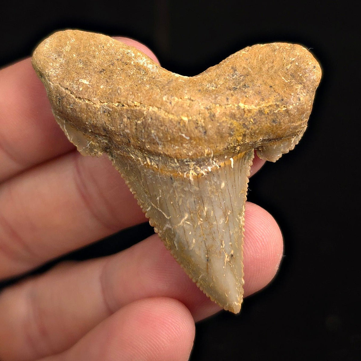 Otodus Sokolovi (Auriculatus) Shark Tooth, 2.09" - Western Sahara - Fossil Driven