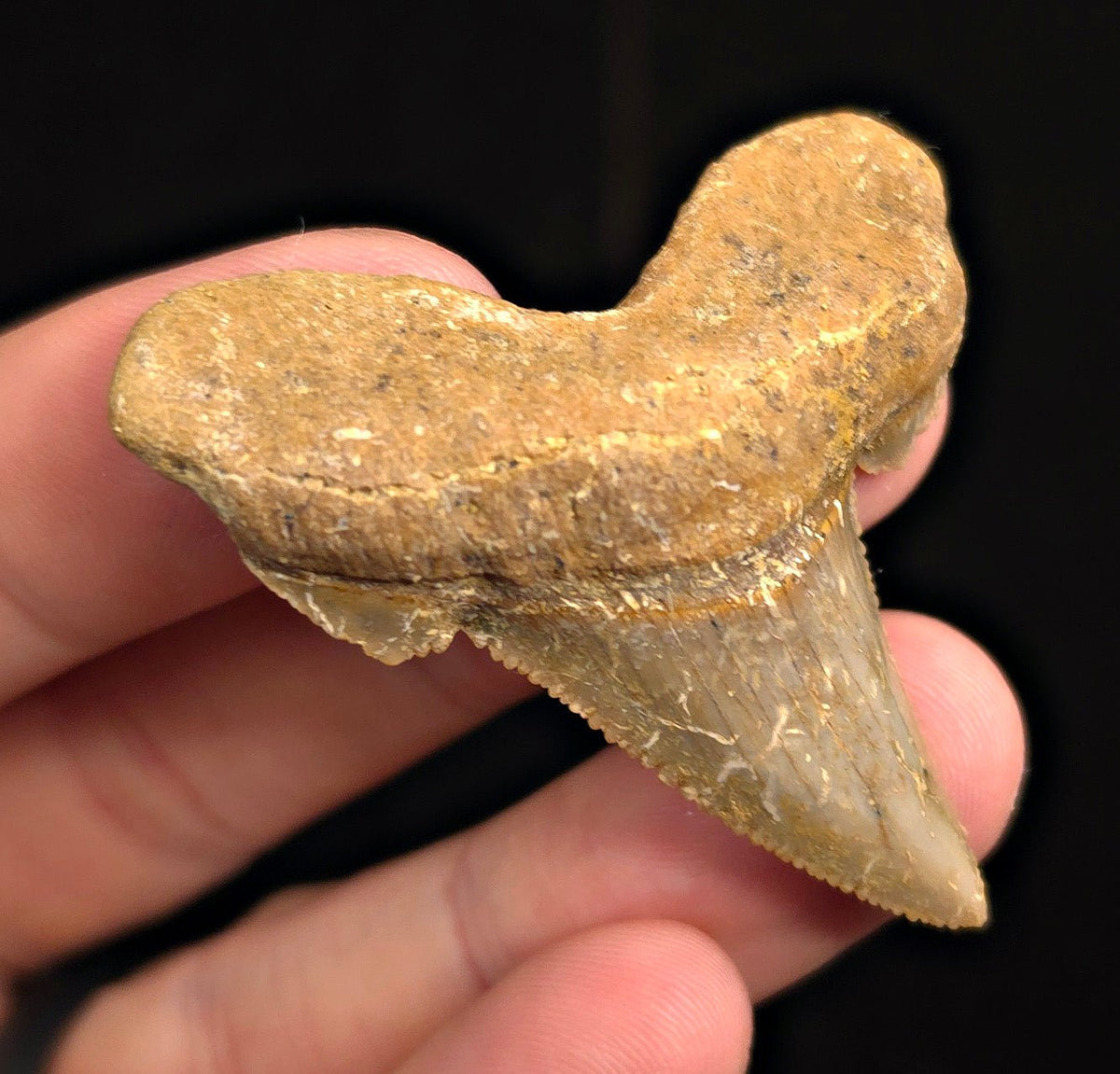 Otodus Sokolovi (Auriculatus) Shark Tooth, 2.09" - Western Sahara - Fossil Driven