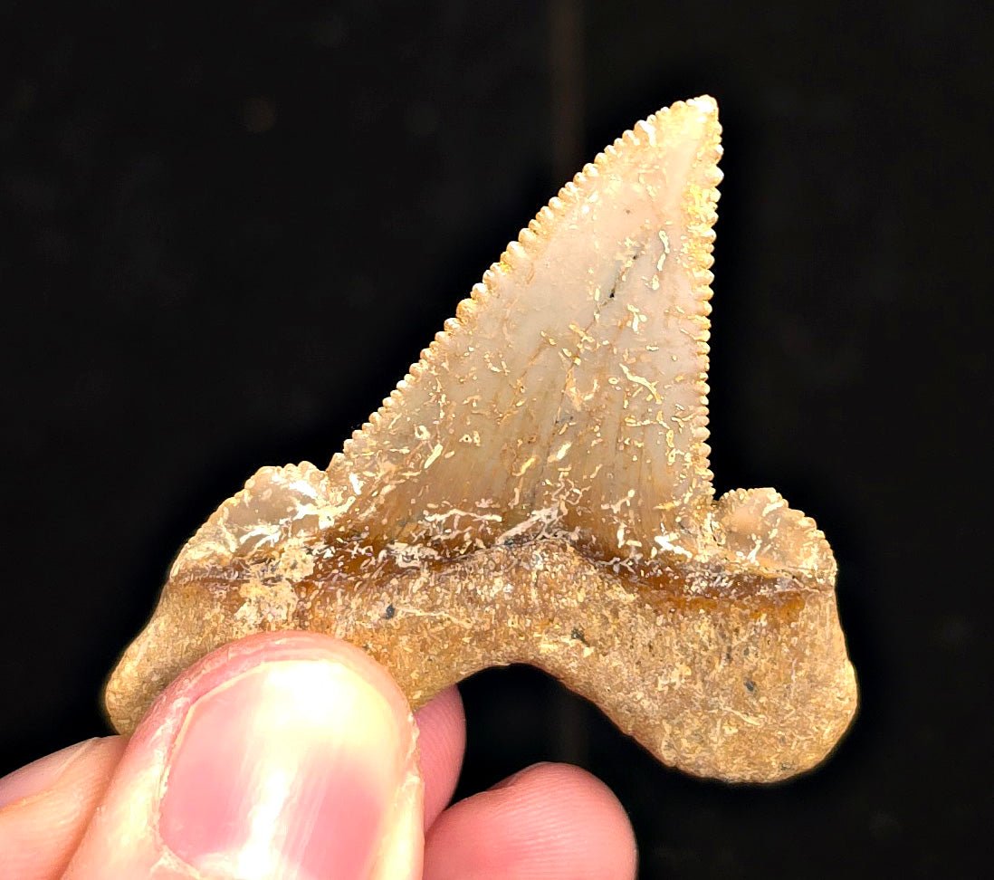Otodus Sokolovi (Auriculatus) Shark Tooth, 2.09" - Western Sahara - Fossil Driven