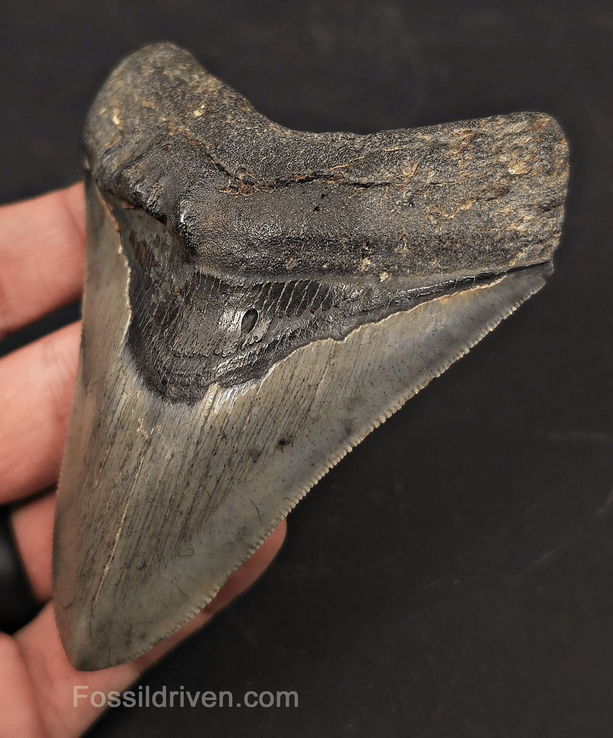 Pathological, 4.01" Fossil Megalodon Tooth - Charleston, South Carolina - Fossil Driven