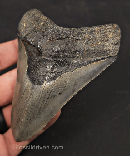Pathological, 4.01" Fossil Megalodon Tooth - Charleston, South Carolina - Fossil Driven