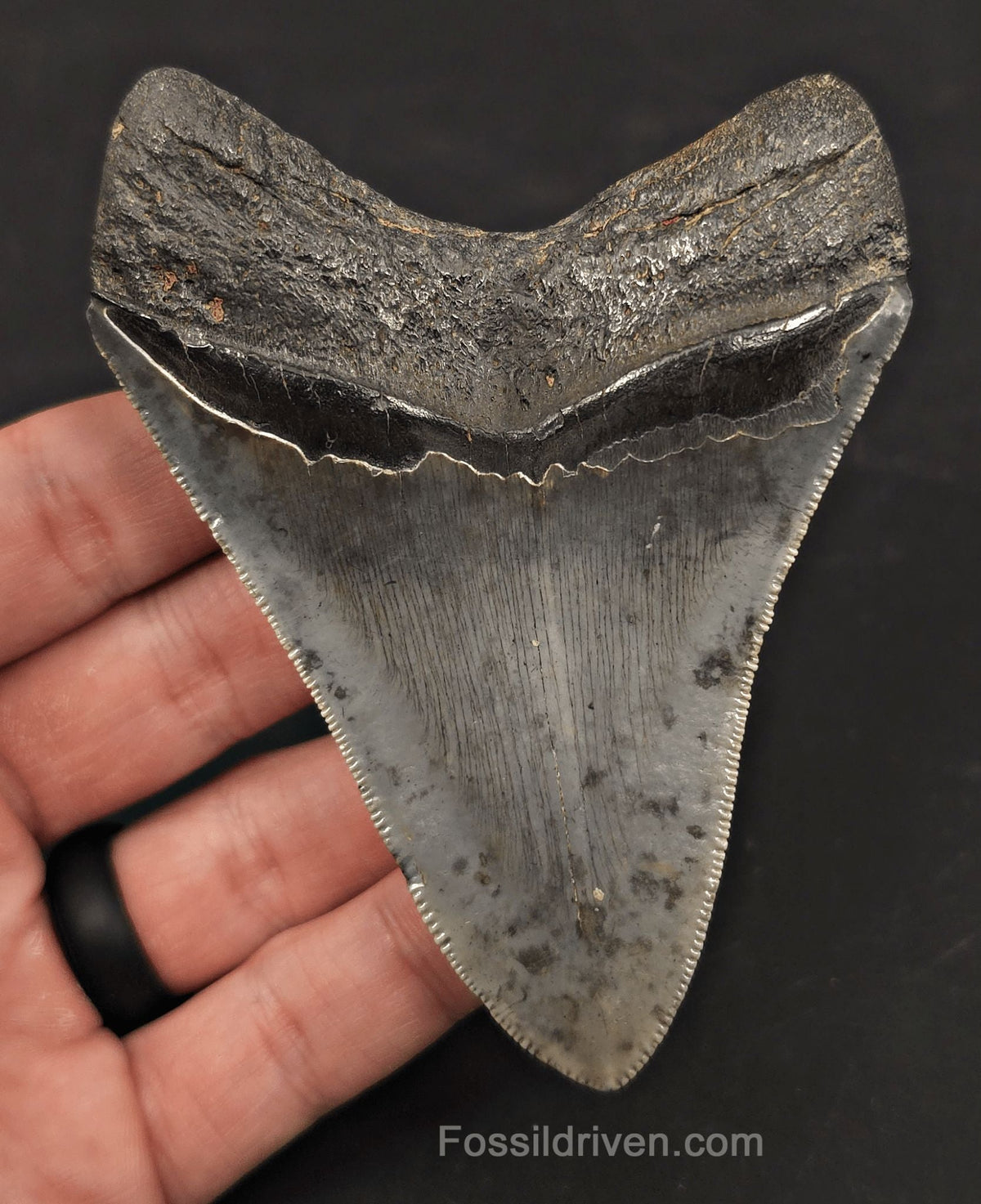 Pathological, 4.01" Fossil Megalodon Tooth - Charleston, South Carolina - Fossil Driven