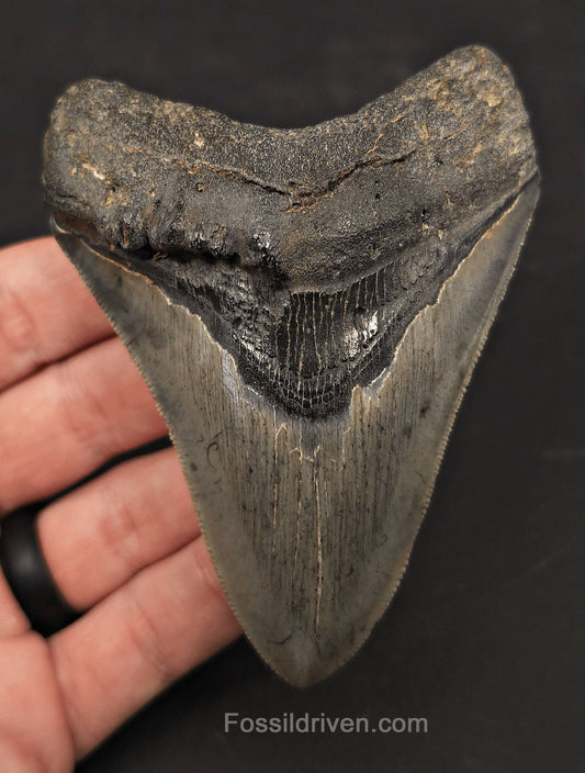 Pathological, 4.01" Fossil Megalodon Tooth - Charleston, South Carolina - Fossil Driven