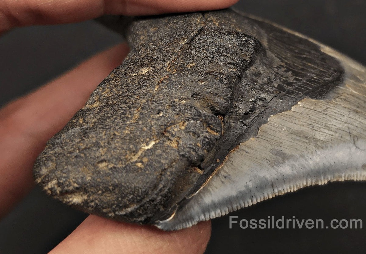 Pathological, 4.01" Fossil Megalodon Tooth - Charleston, South Carolina - Fossil Driven