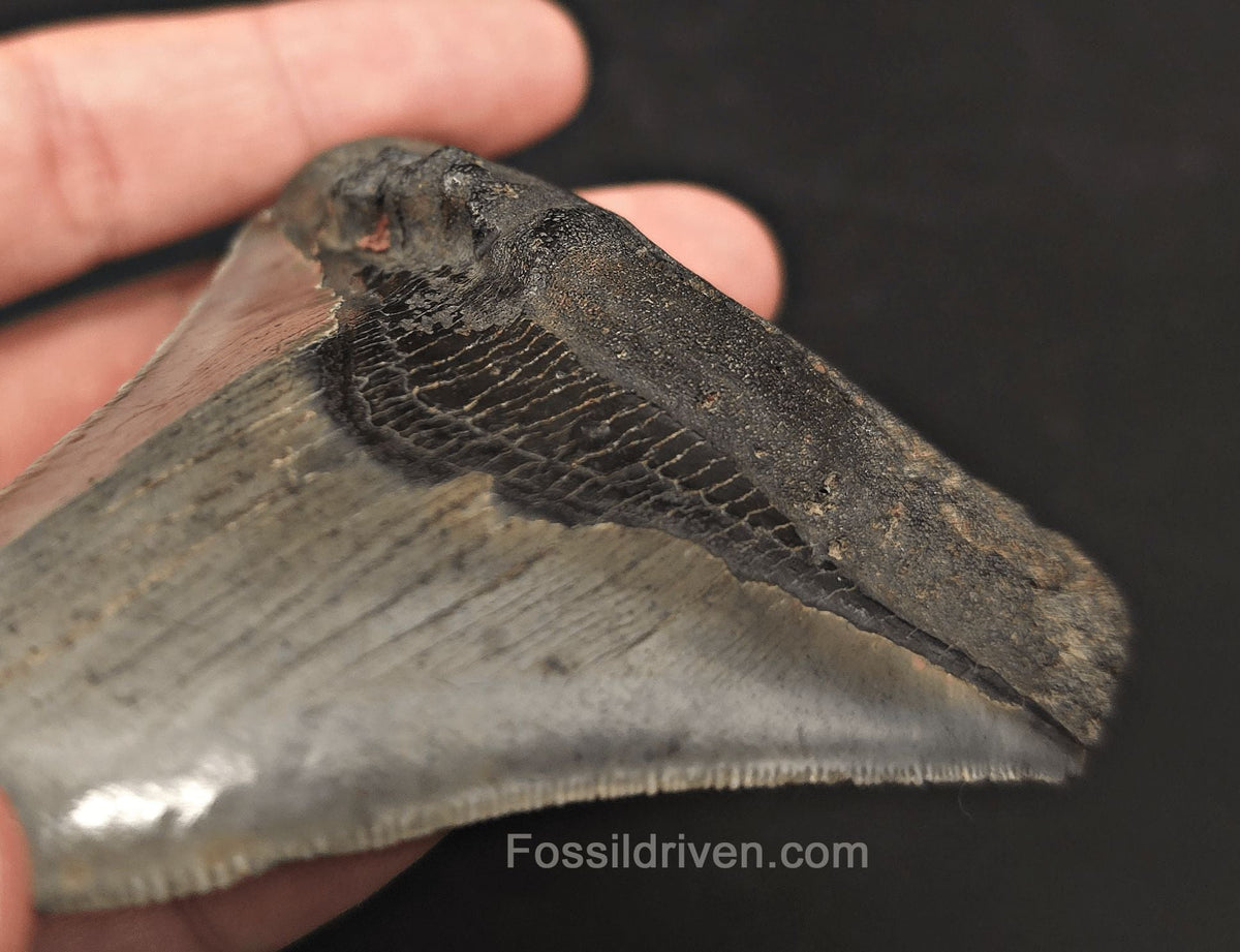Pathological, 4.01" Fossil Megalodon Tooth - Charleston, South Carolina - Fossil Driven