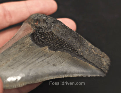 Pathological, 4.01" Fossil Megalodon Tooth - Charleston, South Carolina - Fossil Driven