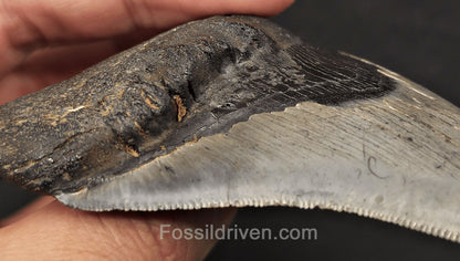 Pathological, 4.01" Fossil Megalodon Tooth - Charleston, South Carolina - Fossil Driven