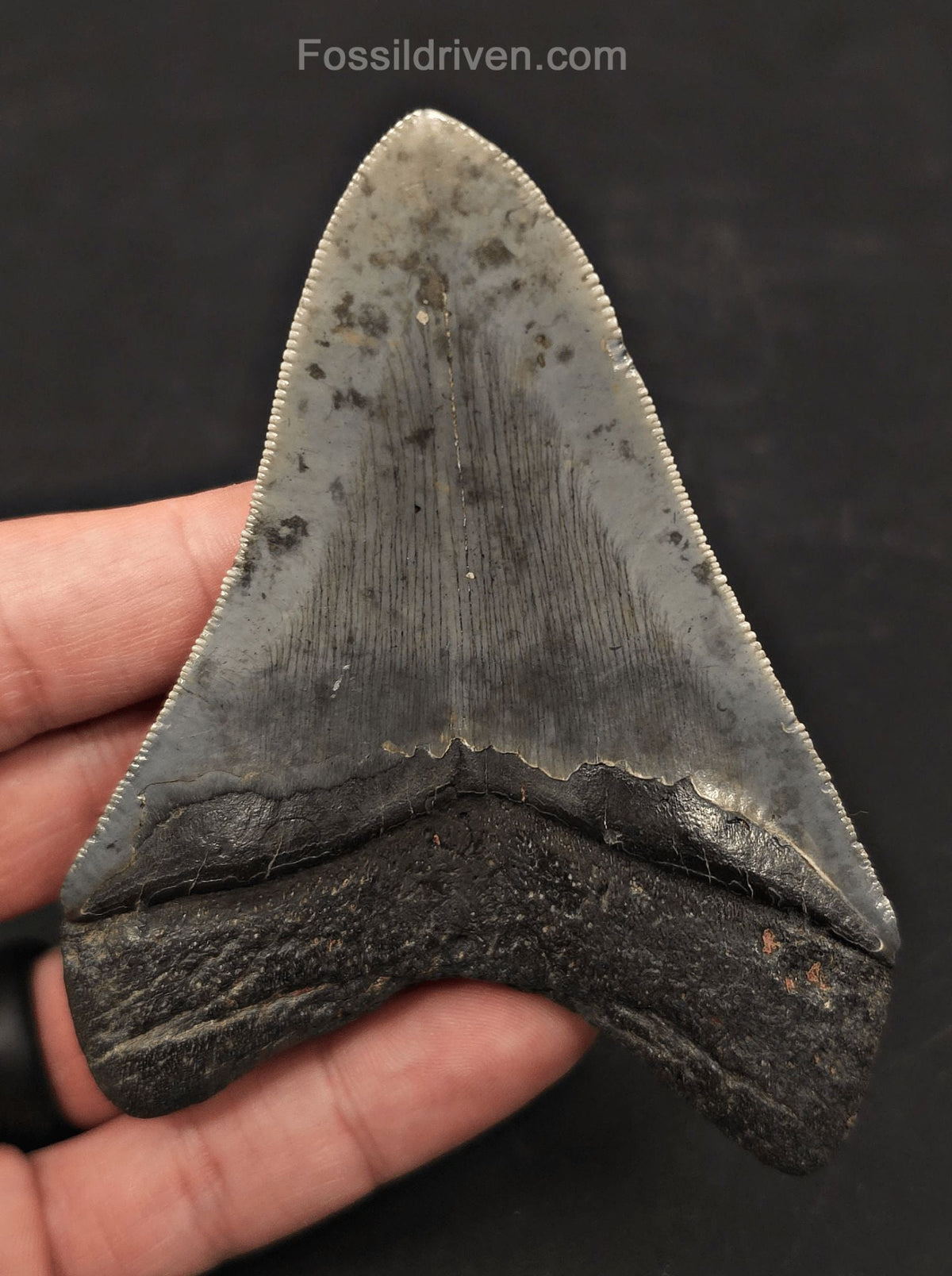Pathological, 4.01" Fossil Megalodon Tooth - Charleston, South Carolina - Fossil Driven