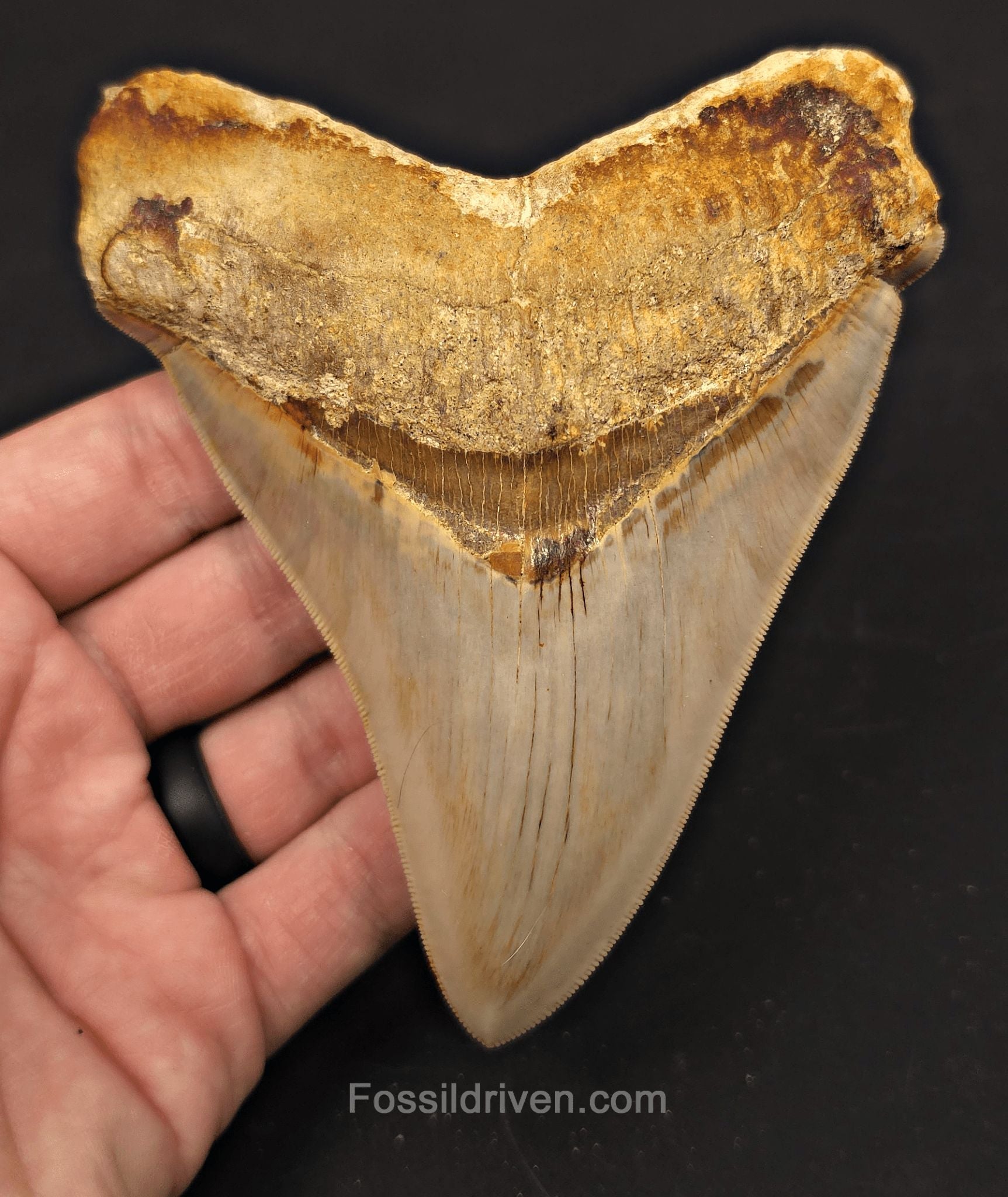 Pathological, 4.93" Fossil Megalodon Tooth - Java, Indonesia - Fossil Driven