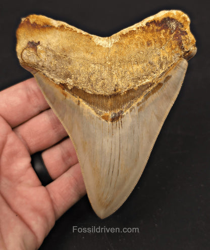 Pathological, 4.93" Fossil Megalodon Tooth - Java, Indonesia - Fossil Driven
