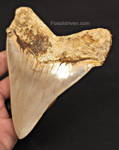 Pathological, 4.93" Fossil Megalodon Tooth - Java, Indonesia - Fossil Driven