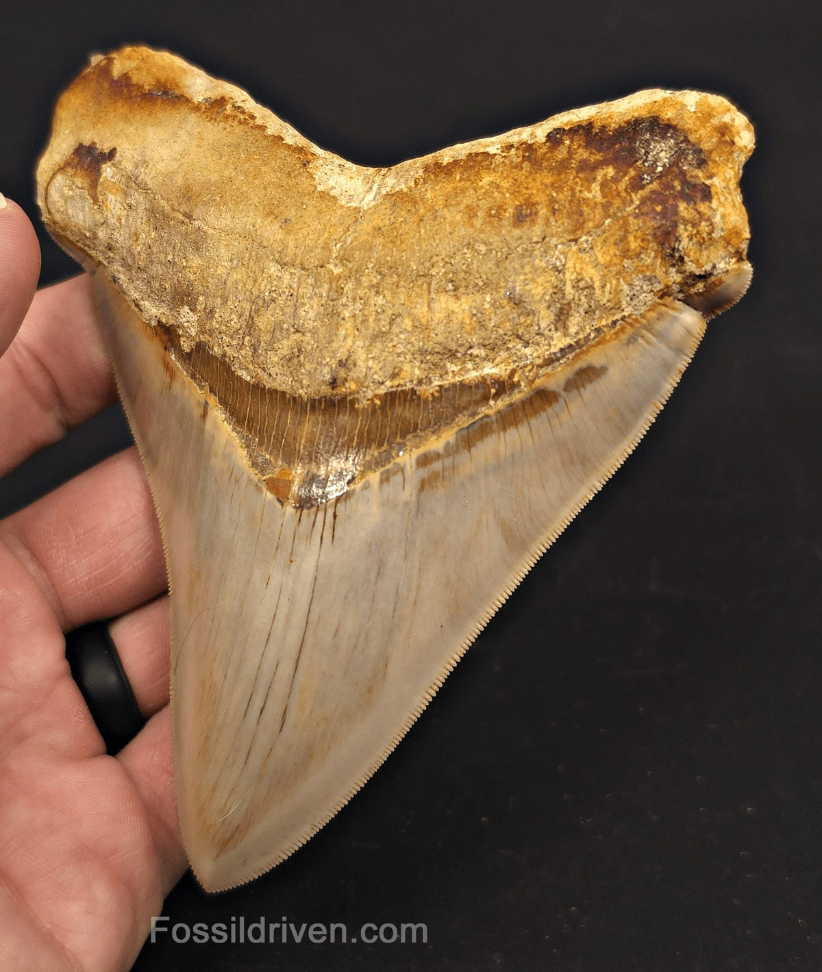 Pathological, 4.93" Fossil Megalodon Tooth - Java, Indonesia - Fossil Driven